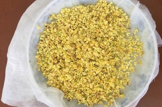 干桂花茶的制作方法，怎樣自制桂花茶？