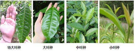 摘茶葉最快的方法，采摘茶葉怎么才能快？