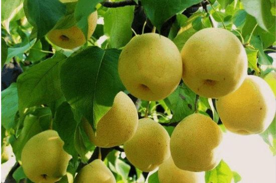 一把真正的本山綠泥壺最低多少錢，什么價格能買到本山綠泥紫砂壺？