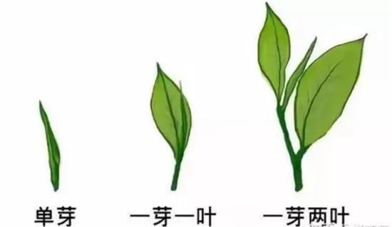 摘茶葉最快的方法，采摘茶葉怎么才能快？
