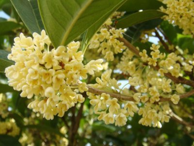 桂花泡茶禁忌，桂花泡水喝的9大禁忌
