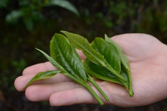 單樅茶什么季節(jié)最好喝，鳳凰單叢茶春茶好還是秋茶好？