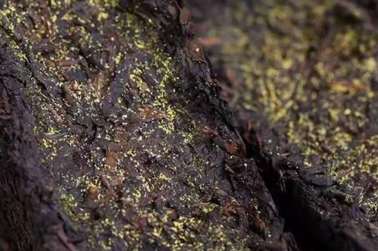 茯磚茶與普洱茶哪個(gè)好，茯茶和普洱茶口味區(qū)別