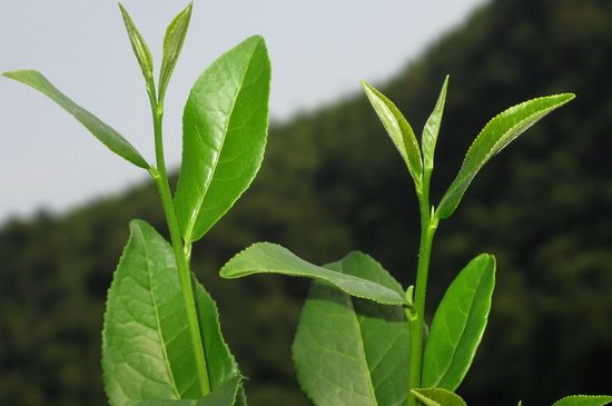 單樅茶什么季節(jié)最好喝，鳳凰單叢茶春茶好還是秋茶好？