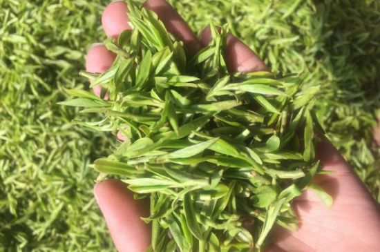 龍井好喝還是毛尖好喝，綠茶是龍井好還是毛尖好？