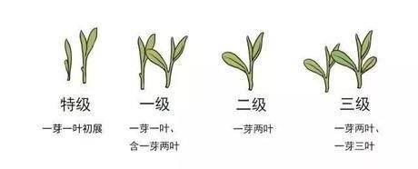 烏牛早和龍井的區(qū)別圖片，龍井43號和烏牛早茶的對比