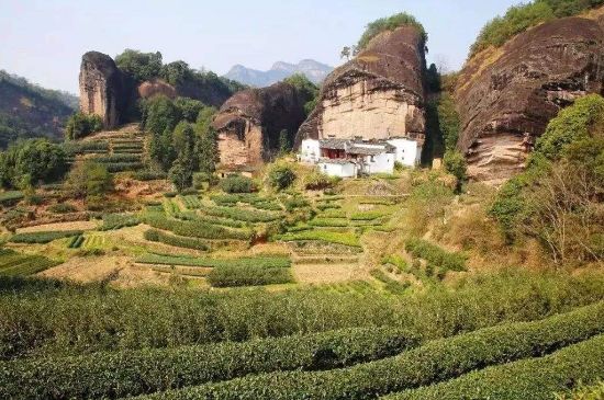 馬頭巖肉桂是大紅袍嗎，大紅袍肉桂屬于什么茶？