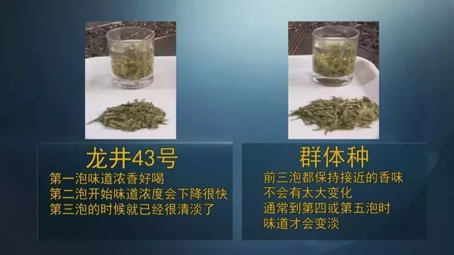 龍井群體種和43號(hào)的區(qū)別圖片，龍井43和群體種哪個(gè)好喝？