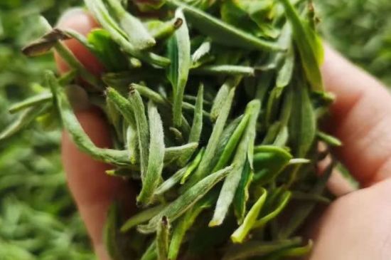 金壇雀舌算不算好茶，金壇雀舌屬于什么檔次茶葉？