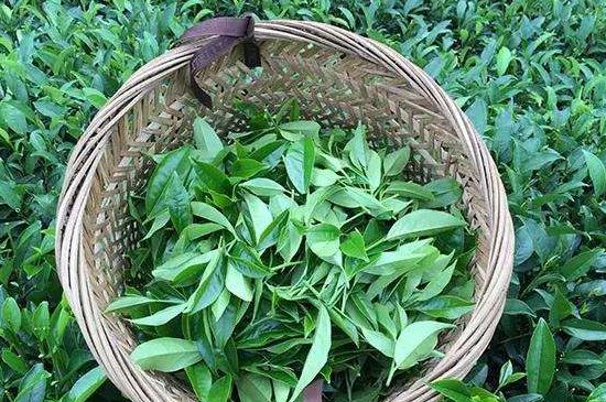 鴨屎香單叢雪片茶的特點(diǎn)，鳳凰雪片茶有什么特點(diǎn)？