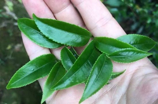 鋸朵仔跟鴨屎香哪個貴，鋸朵子和鴨屎香哪個好喝？