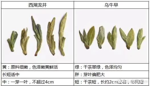 烏牛早和龍井的區(qū)別圖片，龍井43號和烏牛早茶的對比