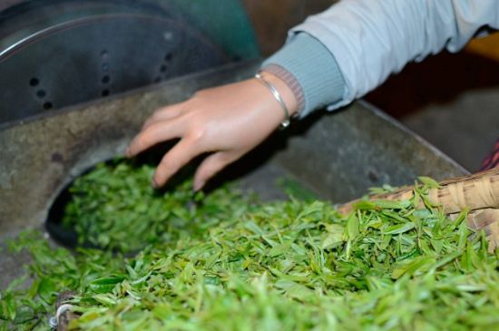 雀舌有一股青草味，雀舌為什么有青草味？
