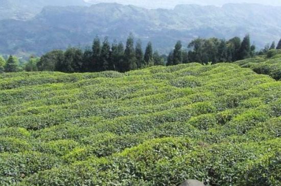 蒙頂山茶種類，蒙頂山哪種茶好？