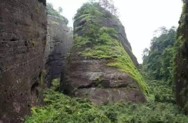 武夷山為什么盛產(chǎn)茶葉，武夷山茶為什么好喝？