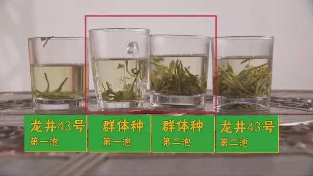 龍井群體種和43號(hào)的區(qū)別圖片，龍井43和群體種哪個(gè)好喝？
