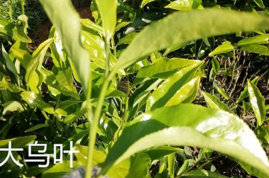 鴨屎香和大烏葉是同一種茶葉嗎，單叢大烏葉和鴨屎香有什么區(qū)別？
