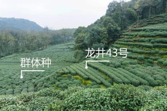 43號龍井屬于好茶嗎，龍井茶43號是什么意思？
