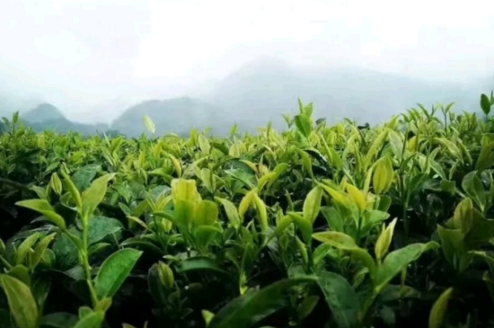 一天3杯紅茶抗癌，常飲紅茶對身體有好處！