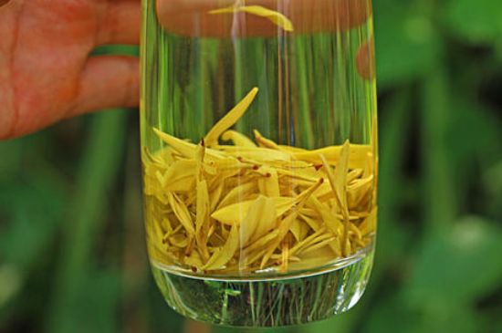 茶中奇葩黃金芽，安吉白茶中黃金芽的特點