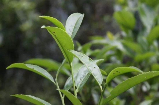 單叢茶十大香型以及常見品種大全，潮安鳳凰單樅十大名香歸類