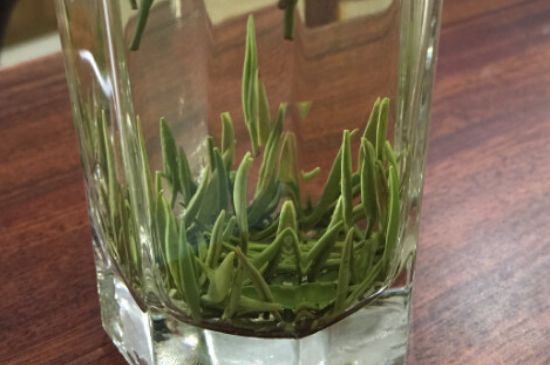 竹葉青和雀舌哪個(gè)貴，竹葉青茶貴嗎？