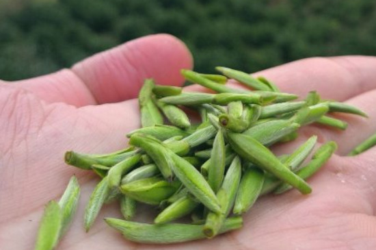 什么綠茶茶葉唇齒留香，哪個品種綠茶香氣好？