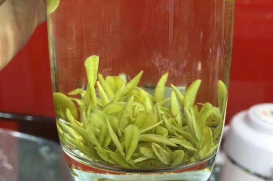 茶中奇葩黃金芽，安吉白茶中黃金芽的特點