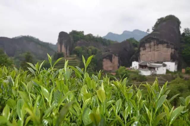 武夷山為什么盛產(chǎn)茶葉，武夷山茶為什么好喝？