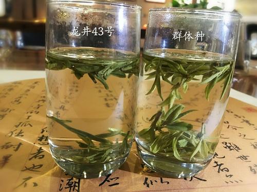 烏牛早和龍井的區(qū)別圖片，龍井43號和烏牛早茶的對比