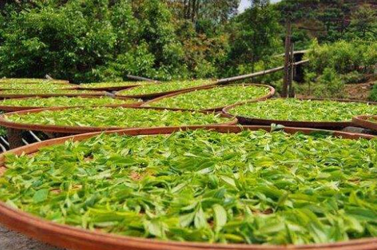 單叢茶十大香型以及常見品種大全，潮安鳳凰單樅十大名香歸類