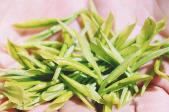 龍井是明前的好還是雨前的好，明前茶和雨前茶哪個好喝？