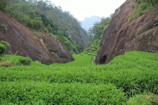 武夷山為什么盛產(chǎn)茶葉，武夷山茶為什么好喝？