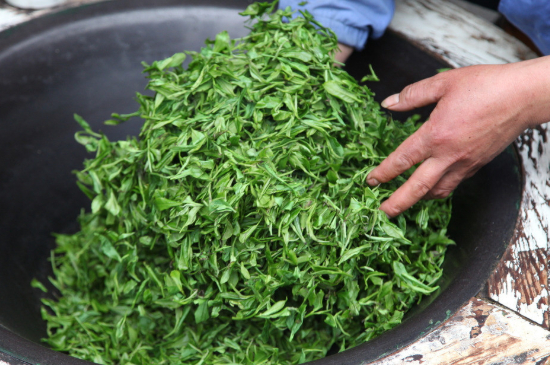 潮汕炒茶屬于什么茶，潮汕炒茶是綠茶嗎？