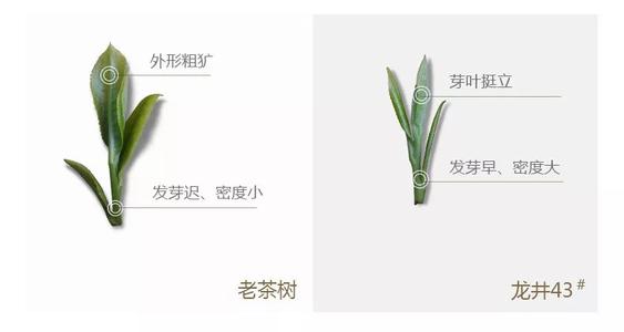 43號龍井屬于好茶嗎，龍井茶43號是什么意思？