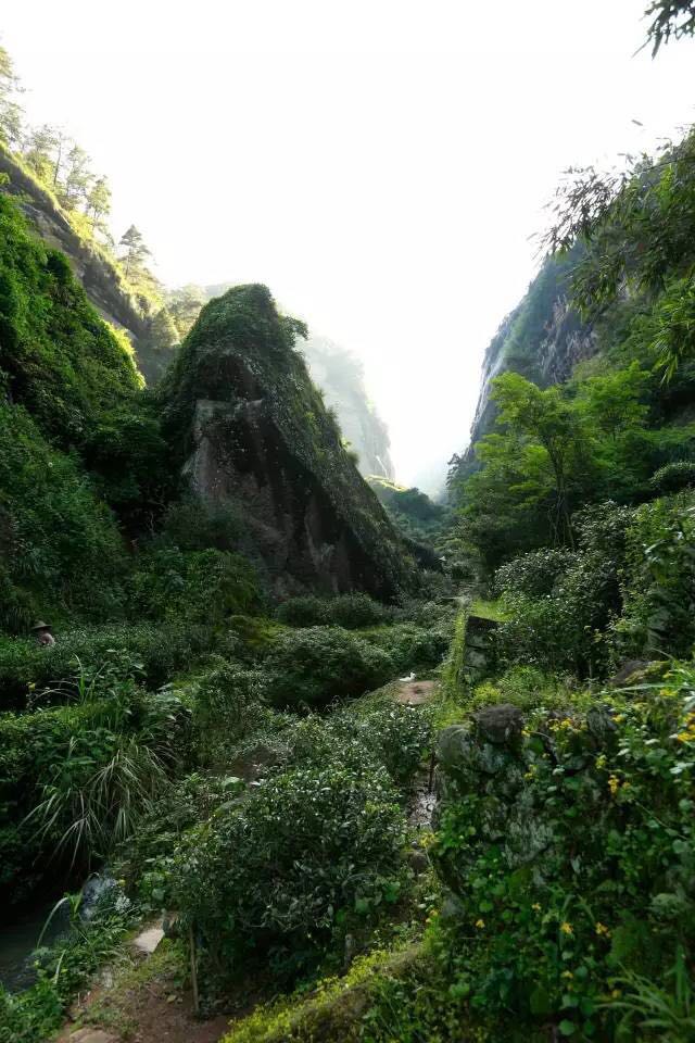 武夷山為什么盛產(chǎn)茶葉，武夷山茶為什么好喝？