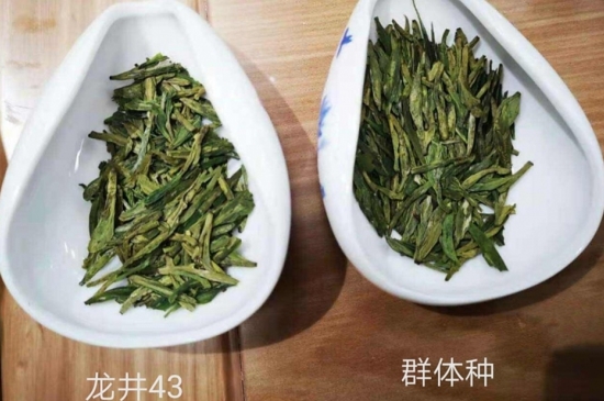 43號龍井屬于好茶嗎，龍井茶43號是什么意思？