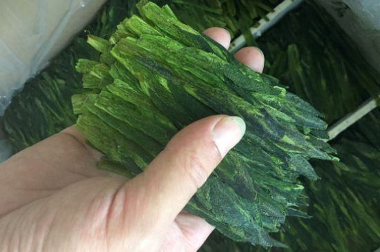 什么綠茶味道濃香，那個(gè)綠茶比較濃香？