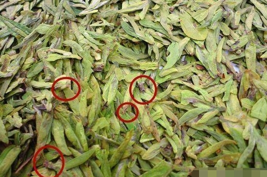 烏牛早和龍井的區(qū)別圖片，龍井43號和烏牛早茶的對比