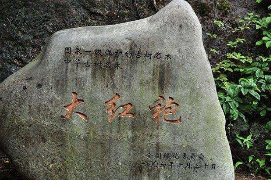 母樹大紅袍給誰喝了，為什么母樹大紅袍叫三棵六株？
