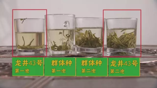 烏牛早和龍井的區(qū)別圖片，龍井43號和烏牛早茶的對比