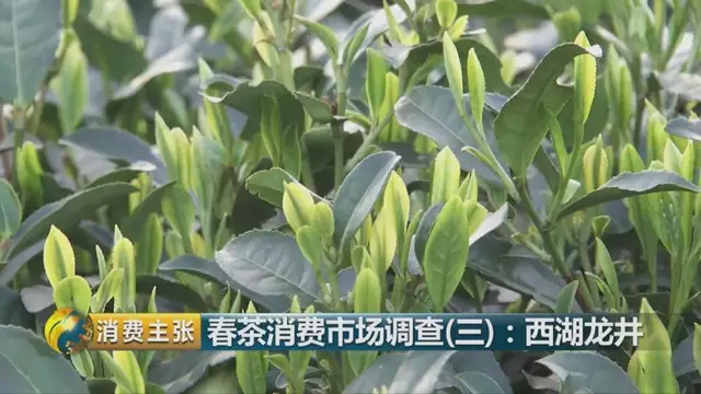 龍井群體種和43號(hào)的區(qū)別圖片，龍井43和群體種哪個(gè)好喝？