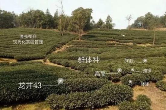 43號龍井屬于好茶嗎，龍井茶43號是什么意思？
