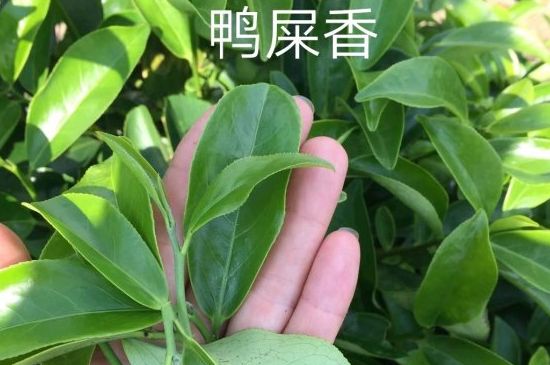 鴨屎香和大烏葉是同一種茶葉嗎，單叢大烏葉和鴨屎香有什么區(qū)別？