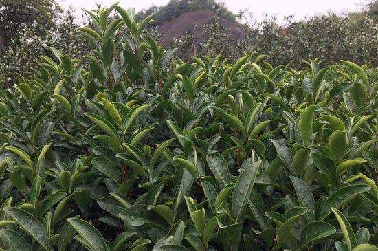 馬頭巖肉桂是大紅袍嗎，大紅袍肉桂屬于什么茶？