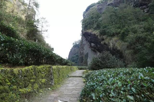 武夷山為什么盛產(chǎn)茶葉，武夷山茶為什么好喝？