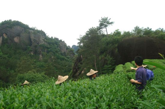 肉桂茶和大紅袍哪個(gè)貴，武夷山肉桂與大紅袍的價(jià)格比較