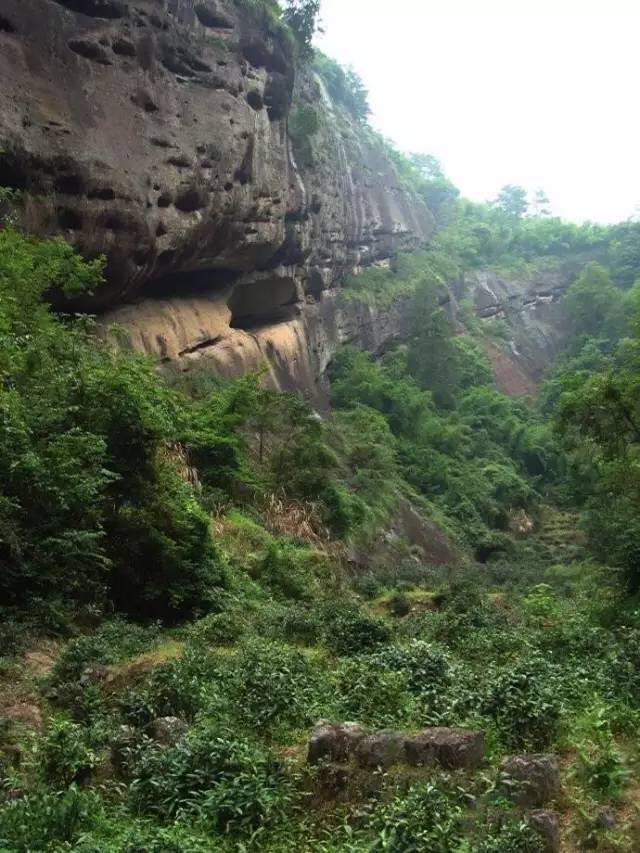 武夷山為什么盛產(chǎn)茶葉，武夷山茶為什么好喝？