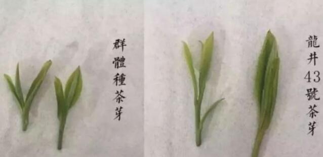 43號龍井屬于好茶嗎，龍井茶43號是什么意思？