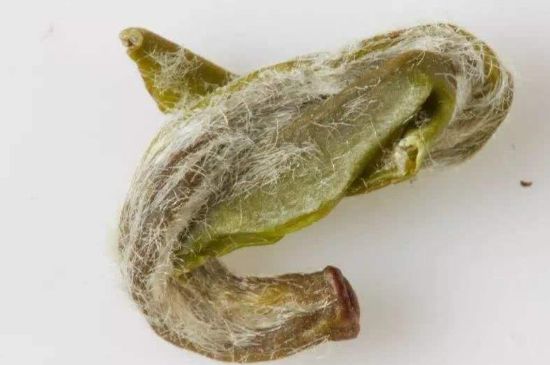 羊巖勾青是綠茶嗎，羊巖勾青茶屬于什么茶？
